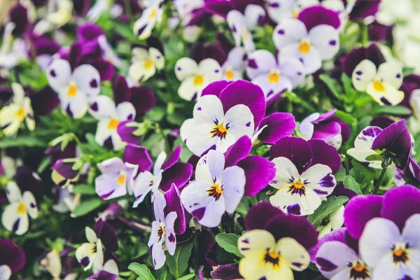 Beautifully bloomed wild pansy flowers in outdoor garden