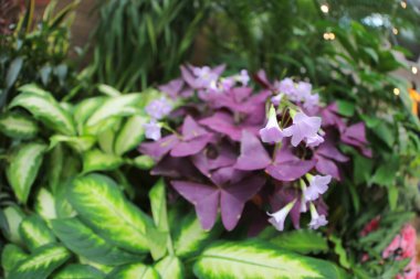 soyut yeşil yaprak dokusu, doğa arkaplanı