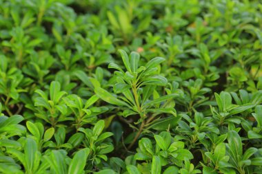  Yeşil yapraklar arka plan, doğa konsepti