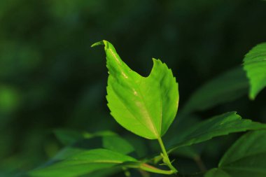 Yeşil yapraklı arka plan, bitki konsepti