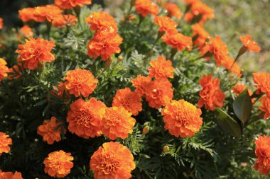 Sarı renkli güzel bir çiçek ağaçta sıkıca duruyor.