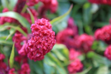 Doğa konsepti, çiçek ve bitkiler