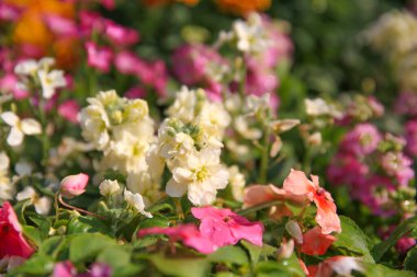 Doğa konsepti, çiçek ve bitkiler