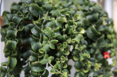 Çiçek saksısında taze yeşil yapraklarla süslenmiş ağaç, Dave ağacı