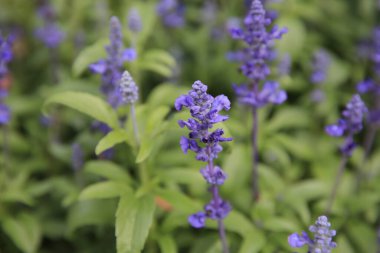 Çiçekli güzel mavi salvia çiçekleri, arka planda mor çiçekler..