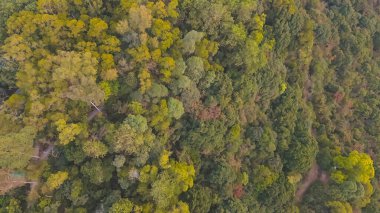 Yeşil bir ormanın yukarıdan aşağı manzarası