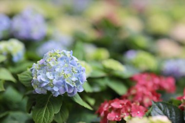 Renkli bir ortanca bahçesi, doğa konsepti.