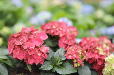 Renkli bir ortanca bahçesi, doğa konsepti.