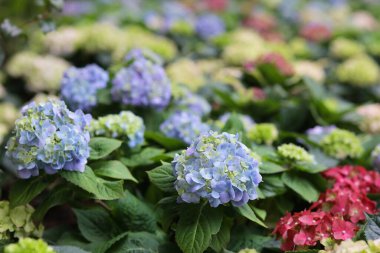 Renkli bir ortanca bahçesi, doğa konsepti.