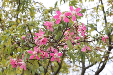 Korsika ya da ağaçta yetişen Ceiba türleri.