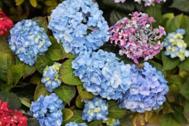 Renkli bir ortanca bahçesi, doğa konsepti.