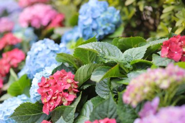 Renkli bir ortanca bahçesi, doğa konsepti.