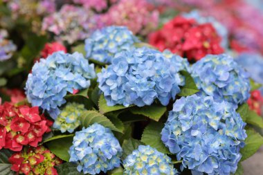 Renkli bir ortanca bahçesi, doğa konsepti.