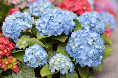 Renkli bir ortanca bahçesi, doğa konsepti.