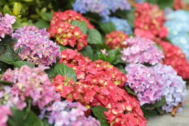 Renkli bir ortanca bahçesi, doğa konsepti.