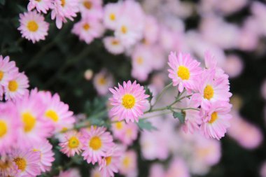 Pembe kasımpatılar. Arkaplanı bulanık. Yakın plan..