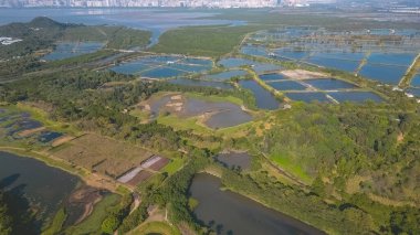 Fung Lok Wai Balık Havuzu manzarası 6 Ocak 2022