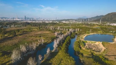 Shan Pui Balık Havuzu, Nam Sang Wai, Hong Kong 6 Ocak 2023