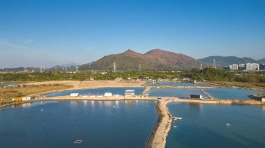 Shan Pui Balık Havuzu, Nam Sang Wai, Hong Kong 6 Ocak 2023