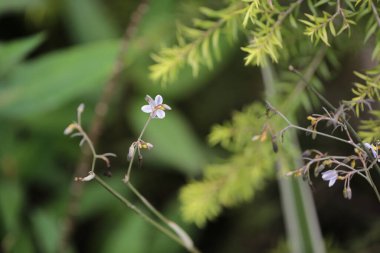 hk çiçek fuarlı renkli lale tarlası