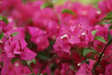 Bougainvillea dikenli sarmaşıkların bir cinsidir.,