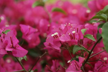Bougainvillea dikenli sarmaşıkların bir cinsidir.,