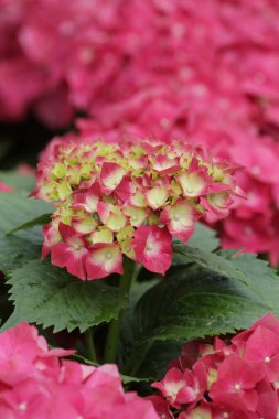 İlkbaharda açan bir ortanca fotoğrafı.