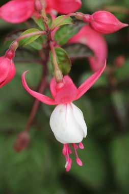 Pembe çiçek tomurcukları olan güzel soyut bir çiçek arkaplanı.