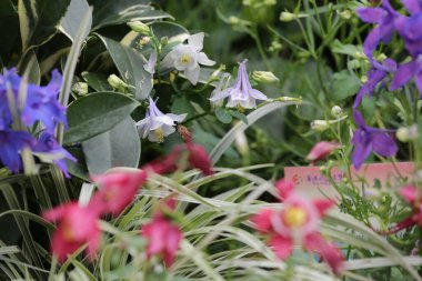 Doğa konsepti, bahçedeki çiçek.