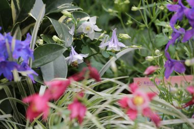 Doğa konsepti, bahçedeki çiçek.