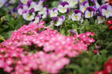 Doğa konsepti, bahçedeki çiçek.