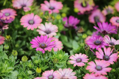 Sezon manzarasının arka planında papatya çiçekleri