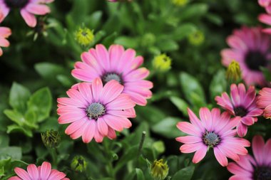 Sezon manzarasının arka planında papatya çiçekleri