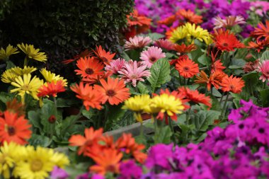 Sezon manzarasının arka planında papatya çiçekleri