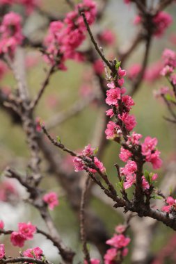 Bir şeftali çiçeği yeni yılın çiçek pazarında açar.