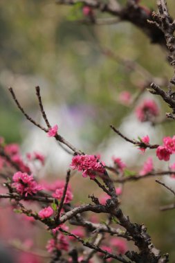 Bir şeftali çiçeği yeni yılın çiçek pazarında açar.