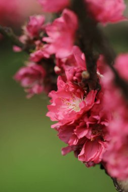Bir şeftali çiçeği yeni yılın çiçek pazarında açar.