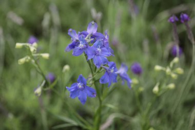 Delphinium bitkilerindeki mor çiçeklerin yakın çekimi.