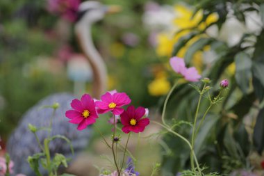 Doğa konsepti, bahçedeki çiçek.