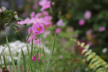 hk çiçek fuarlı renkli lale tarlası