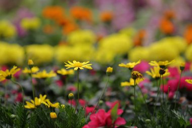 hk çiçek fuarlı renkli lale tarlası