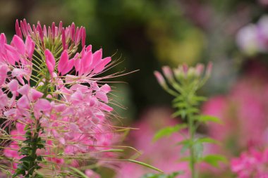hk çiçek fuarlı renkli lale tarlası
