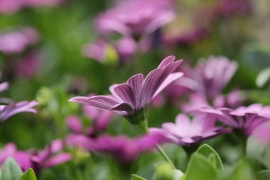 Sezon manzarasının arka planında papatya çiçekleri