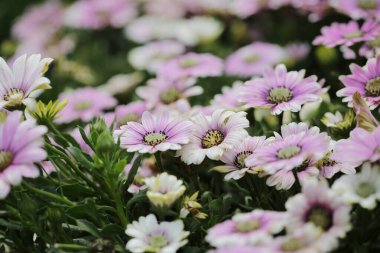 Sezon manzarasının arka planında papatya çiçekleri