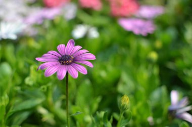 Bir Afrika papatyası. Küçük pembe bir çiçek.