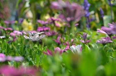 Bir Afrika papatyası. Küçük pembe bir çiçek.