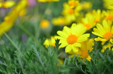 Bir bahar gününde papatya bahçesi.