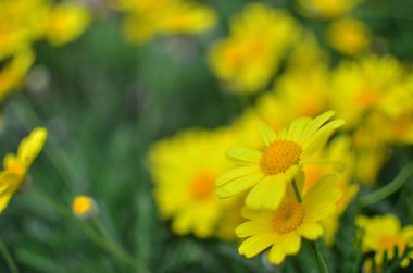 Bir bahar gününde papatya bahçesi.