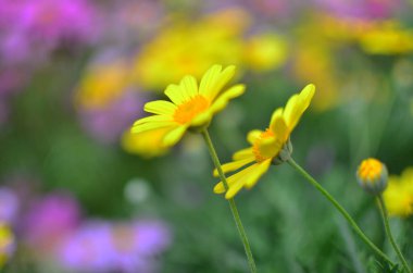 Bir bahar gününde papatya bahçesi.