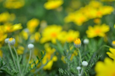 Bir bahar gününde papatya bahçesi.